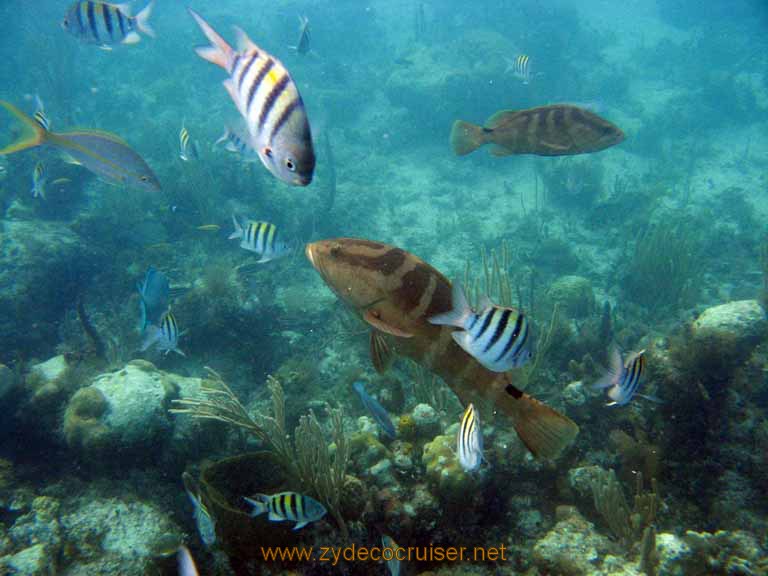 477: Carnival Sensation - Nassau - Catamaran Sail and Snorkel - Sergeant Majors, Nassau Groupers, Yellowtail Snapper