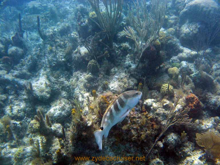 488: Carnival Sensation - Nassau - Catamaran Sail and Snorkel