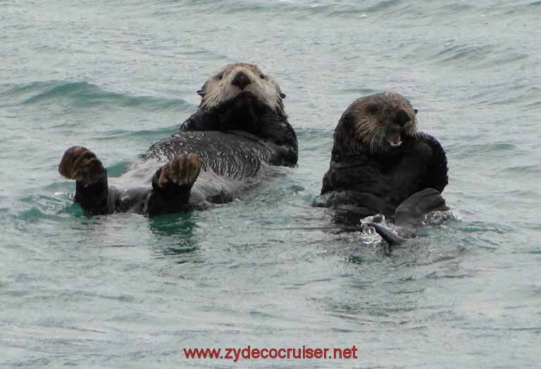Sea Otters