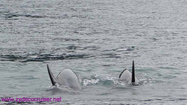 Orcas