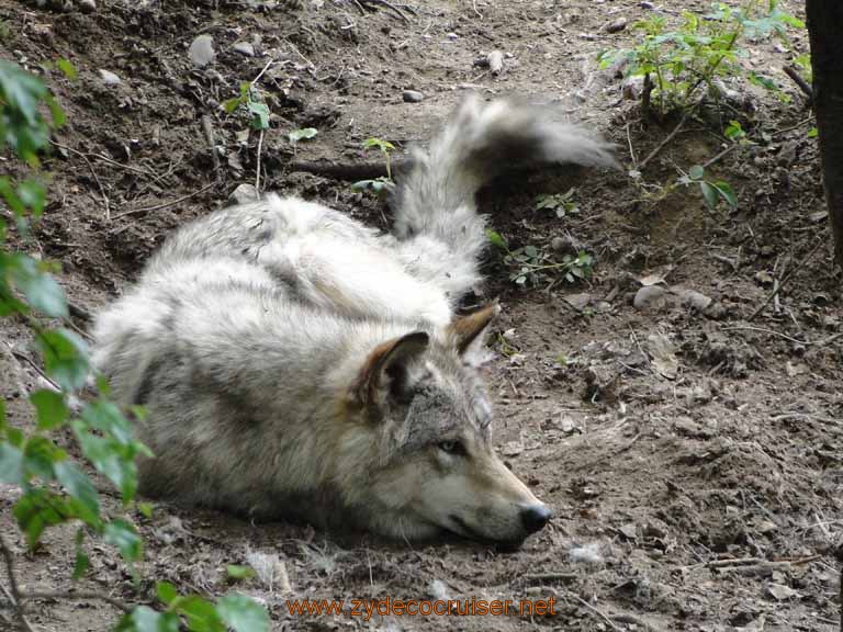 062: Alaska Zoo - Anchorage - Wolf - sheesh how many of these