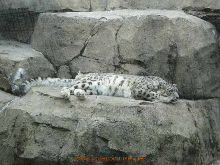 078: Alaska Zoo - Anchorage - Snow Leopard