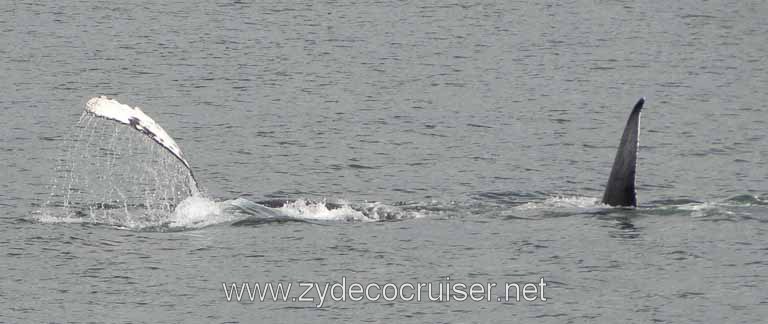 192: Carnival Spirit - Auke Bay - Whale Quest - Humpback Whales