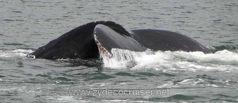 204: Carnival Spirit - Auke Bay - Whale Quest - Humpback Whale Fluke