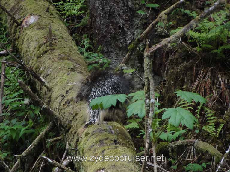 252: Carnival Spirit - Juneau - Gold Creek Salmon Bake - Porcupine