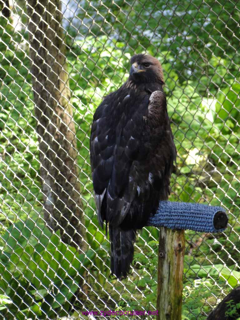 028: Sitka - Alaska Raptor Center - Golden Eagle