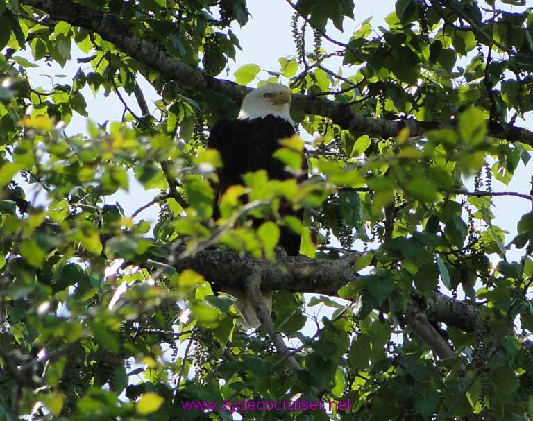 106: Carnival Spirit, Skagway, Alaska - Eagle Preserve Wildlife River Adventure - Bald Eagle