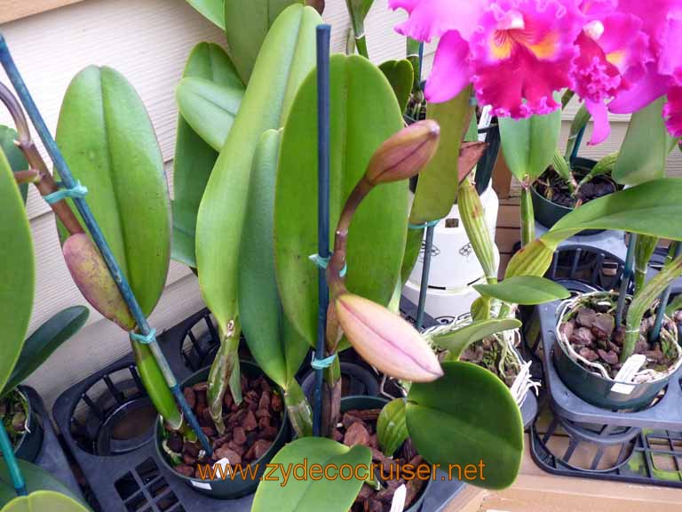 080: Carnival Spirit, Hilo, Hawaii, Hawaii, Akatsuka Orchid Gardens