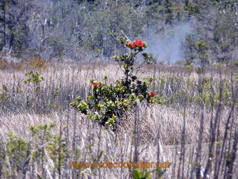 176: Carnival Spirit, Hilo, Hawaii, Hawaii (Hawai'i) Volcanoes National Park, Steam Vents