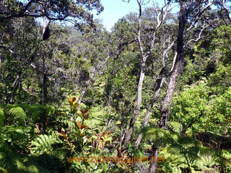 202: Carnival Spirit, Hilo, Hawaii, Hawaii (Hawai'i) Volcanoes National Park, Thurston Lava Tube