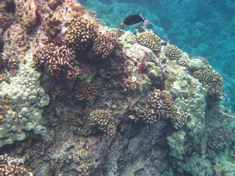 187: Carnival Spirit, Kailua-Kona, Captain Zodiac