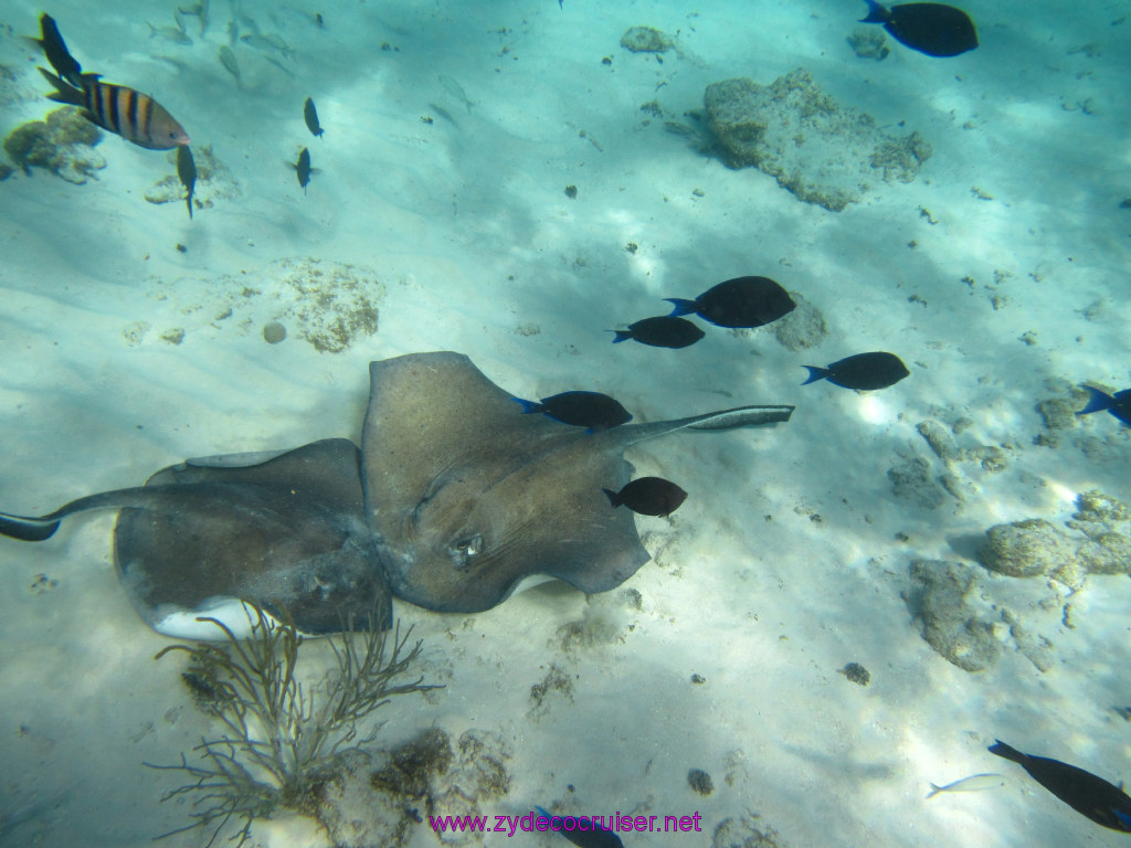 053: Carnival Sunshine Cruise, Nov 21, 2013, Grand Cayman, Sotos Cruises, Coral Gardens, 
