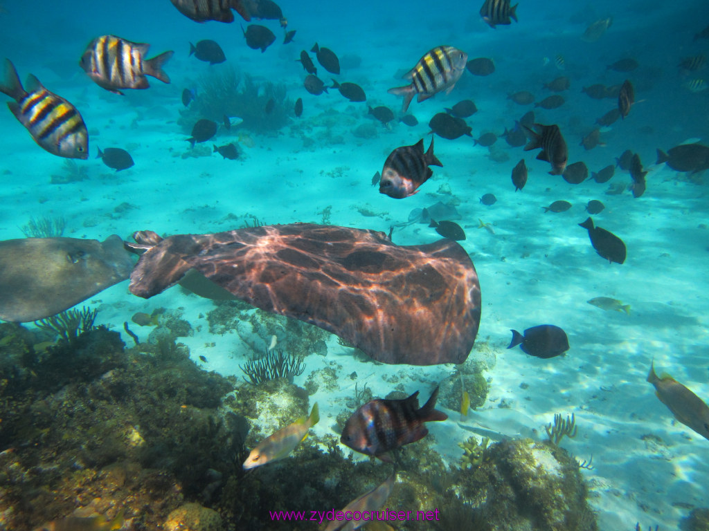 059: Carnival Sunshine Cruise, Nov 21, 2013, Grand Cayman, Sotos Cruises, Coral Gardens, 