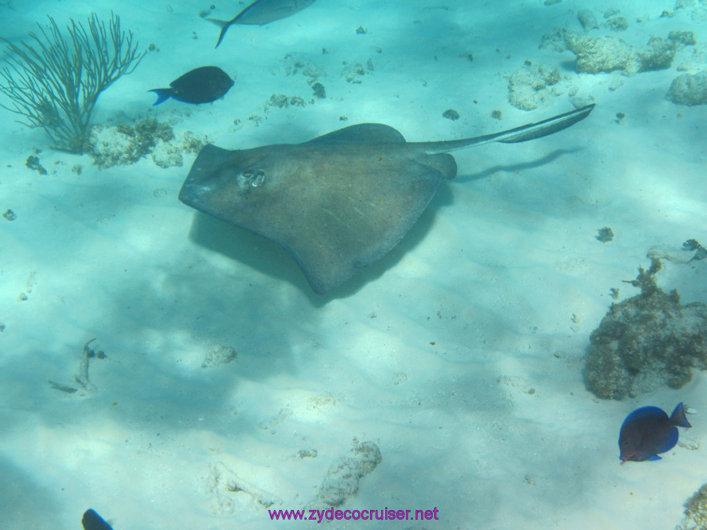 066: Carnival Sunshine Cruise, Nov 21, 2013, Grand Cayman, Sotos Cruises, Coral Gardens, 
