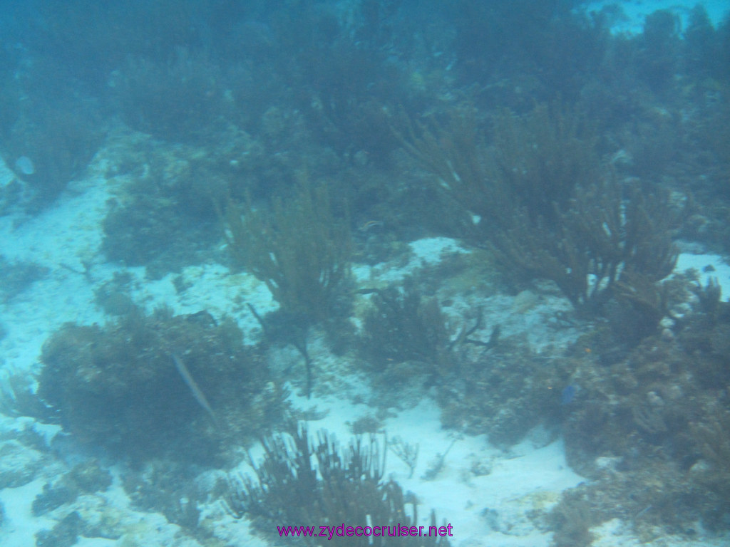 078: Carnival Sunshine Cruise, Nov 21, 2013, Grand Cayman, Sotos Cruises, Coral Gardens, 