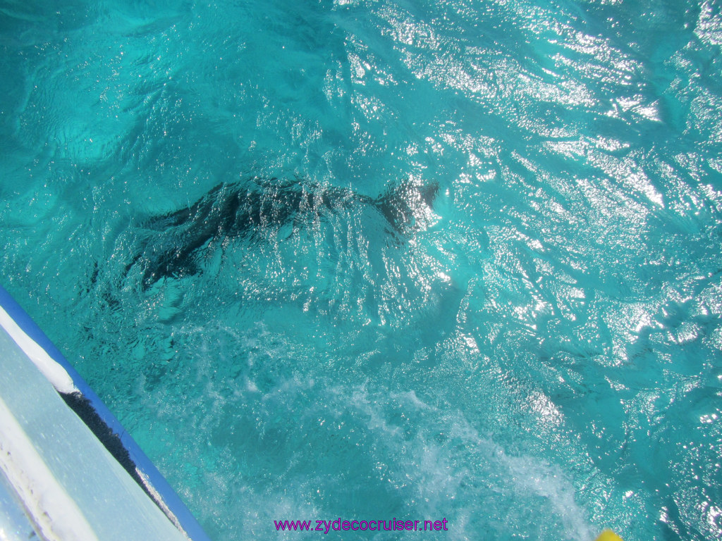 094: Carnival Sunshine Cruise, Nov 21, 2013, Grand Cayman, Sotos Cruises, Sting Ray Sandbar, Dolphin, 