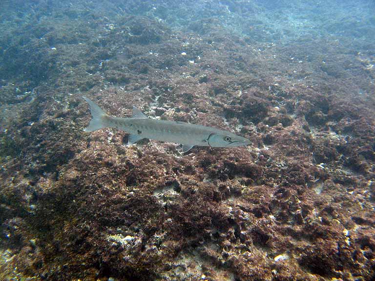 068: Carnival Freedom - Grand Cayman - Eden Rock Snorkel