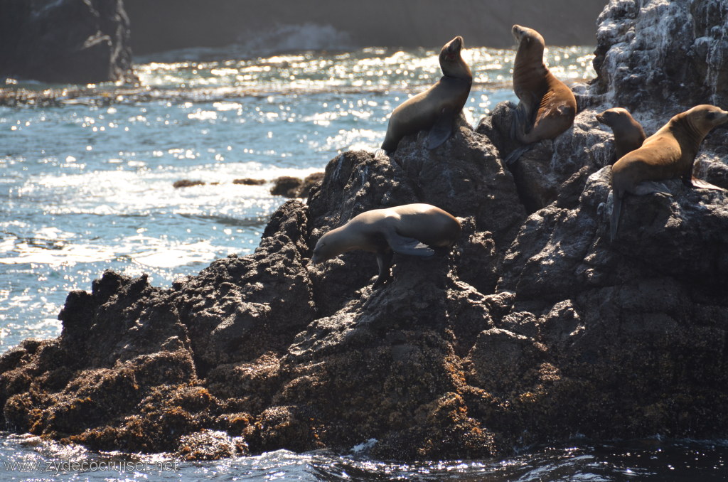 146: Island Packers, Island Wildlife Cruise, Anacapa Island, Seals