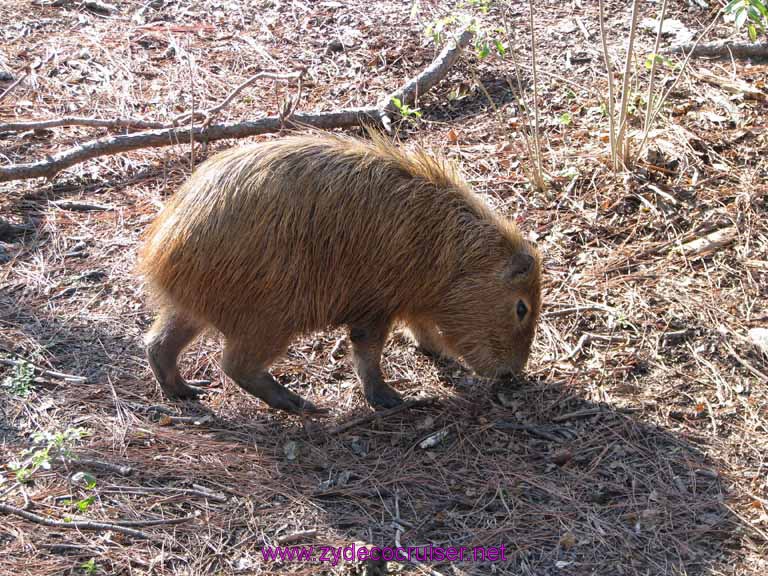 050: Audubon Zoo, New Orleans, Louisiana, Capybara
