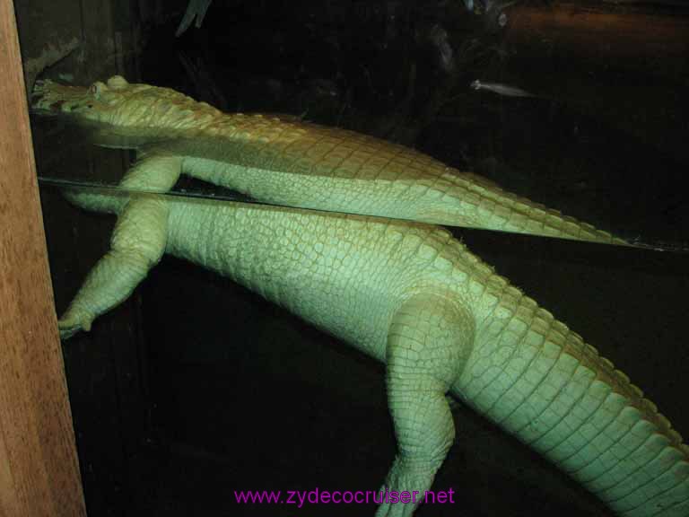 108: Audubon Zoo, New Orleans, Louisiana, White Alligator
