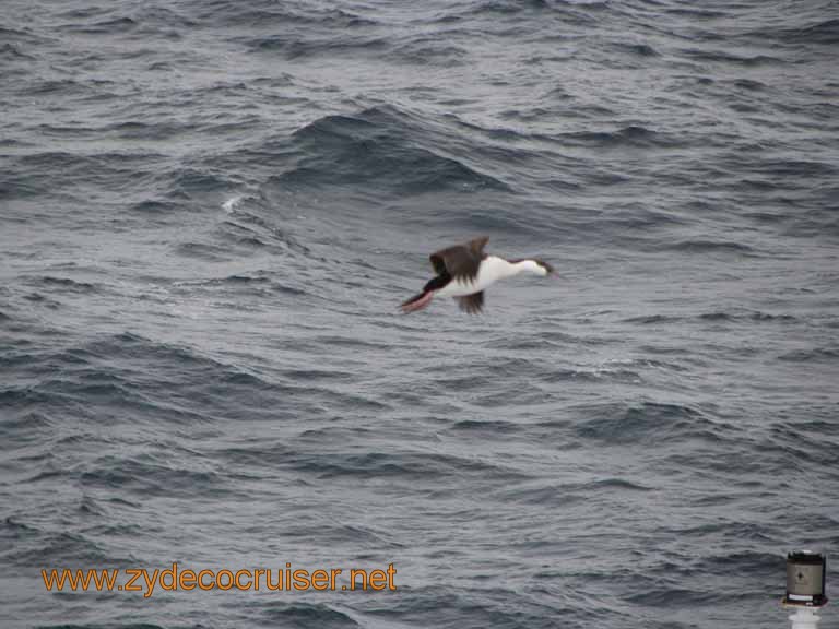 024: Carnival Splendor South America Cruise, 2009, Cape Horn Scenic Cruising, 