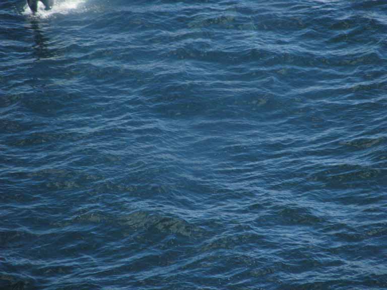 135: Carnival Splendor, South America Cruise, 