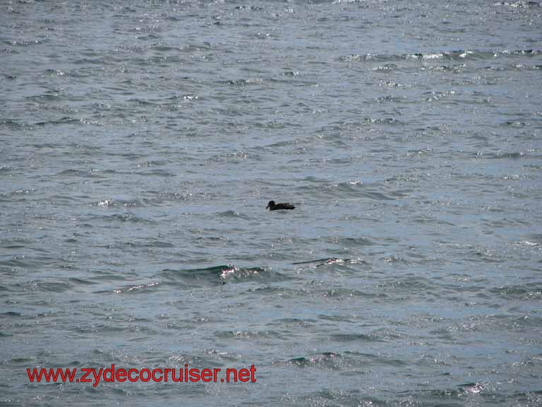 161: Carnival Splendor, Puerto Madryn, Penguins Paradise, Punta Tombo Tour - 