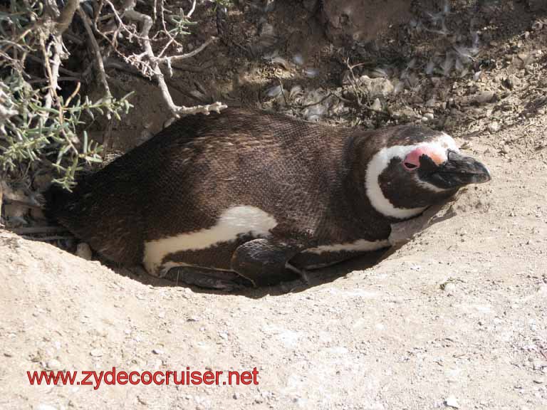 192: Carnival Splendor, Puerto Madryn, Penguins Paradise, Punta Tombo Tour - Magellanic penguin