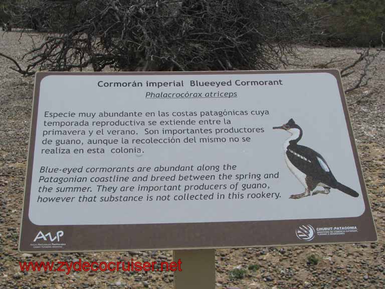 220: Carnival Splendor, Puerto Madryn, Penguins Paradise, Punta Tombo Tour - 