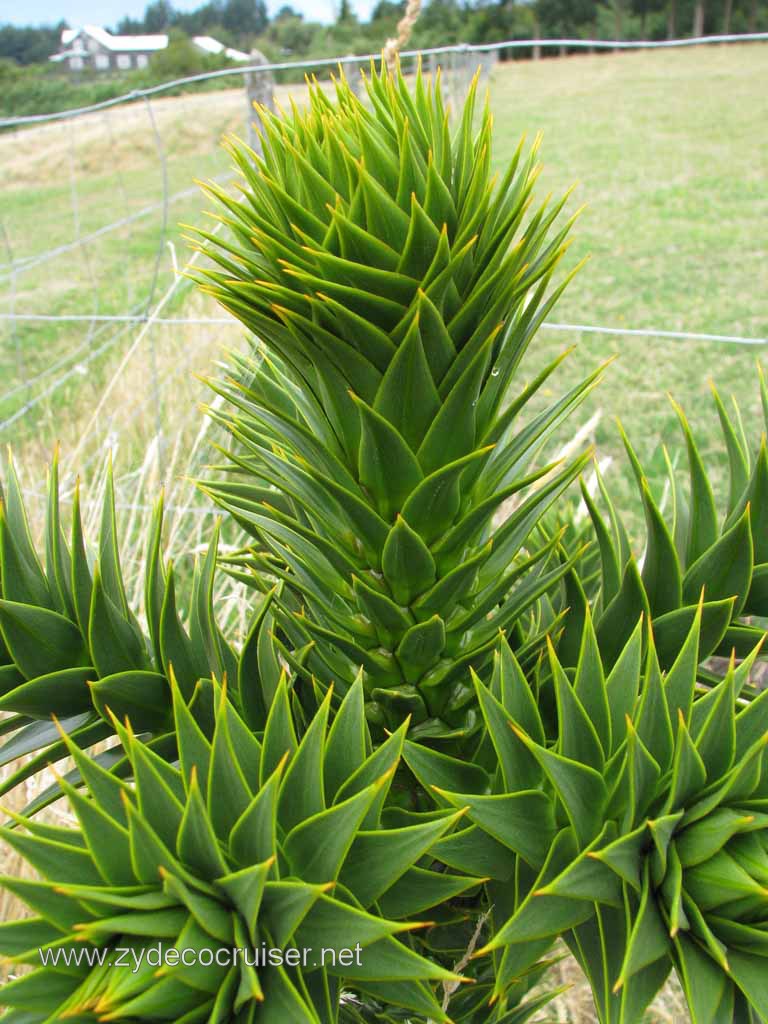 205: Carnival Splendor South America Cruise, Puerto Montt, Fruitillar, Lago Esmeralda, Osorno, 