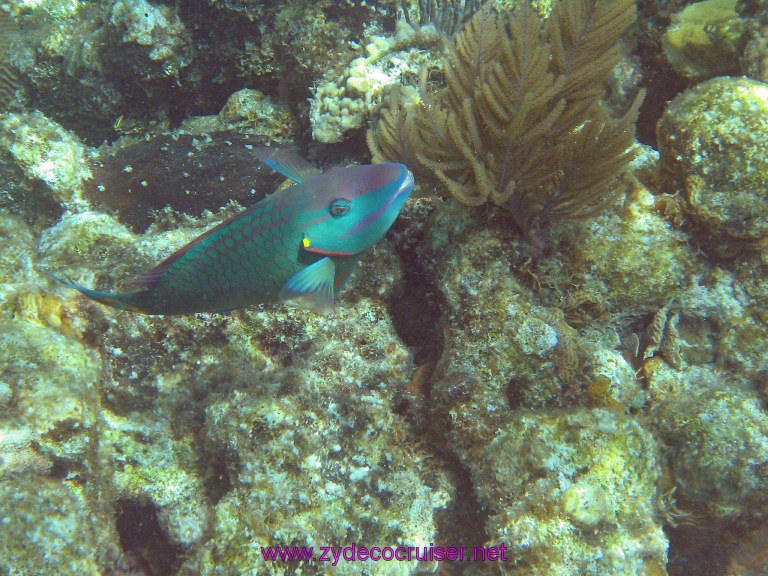 019: Carnival Valor, Roatan, Tabyana Beach, Snorkel, 