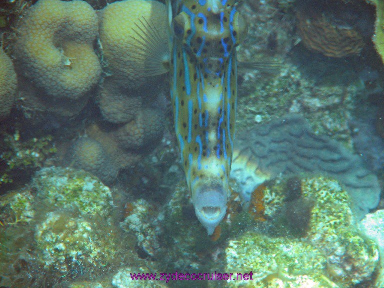 042: Carnival Valor, Roatan, Tabyana Beach, Snorkel, 